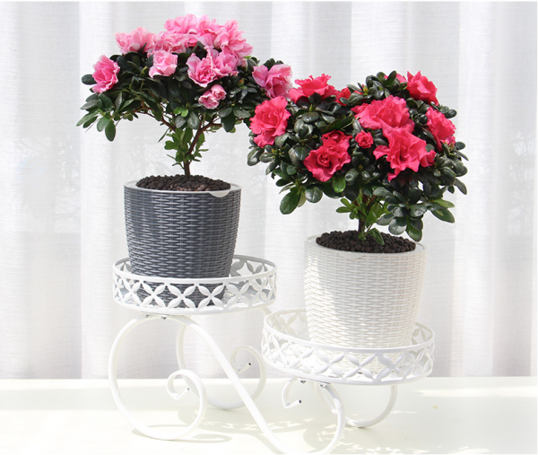 Follow This if You Want Make Beautiful Home Plant for Indoor ...